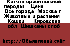 Котята ориентальной пароды  › Цена ­ 12 000 - Все города, Москва г. Животные и растения » Кошки   . Кировская обл.,Шишканы слоб.